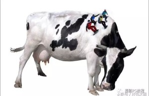 Creative synthesis, create a creative picture of an athlete skiing on the back of a cow – photo synthesis