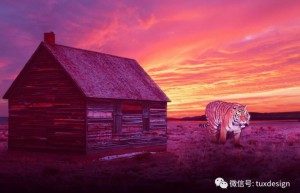 Scene synthesis, use layer mask color adjustment to easily synthesize the roaring tiger plain scene picture – photo synthesis