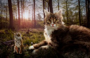 Scene synthesis, synthesis of fantasy scenes of big cats and little tigers – photo synthesis