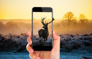 Scene synthesis, use PS to synthesize a 3D screen image of a deer getting out of the phone – photo synthesis